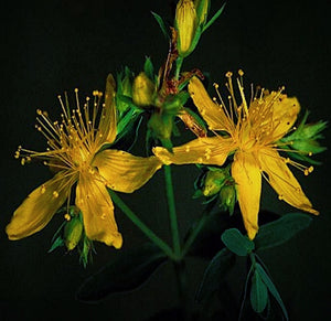 st johns wort