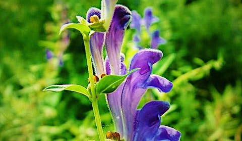 skullcap